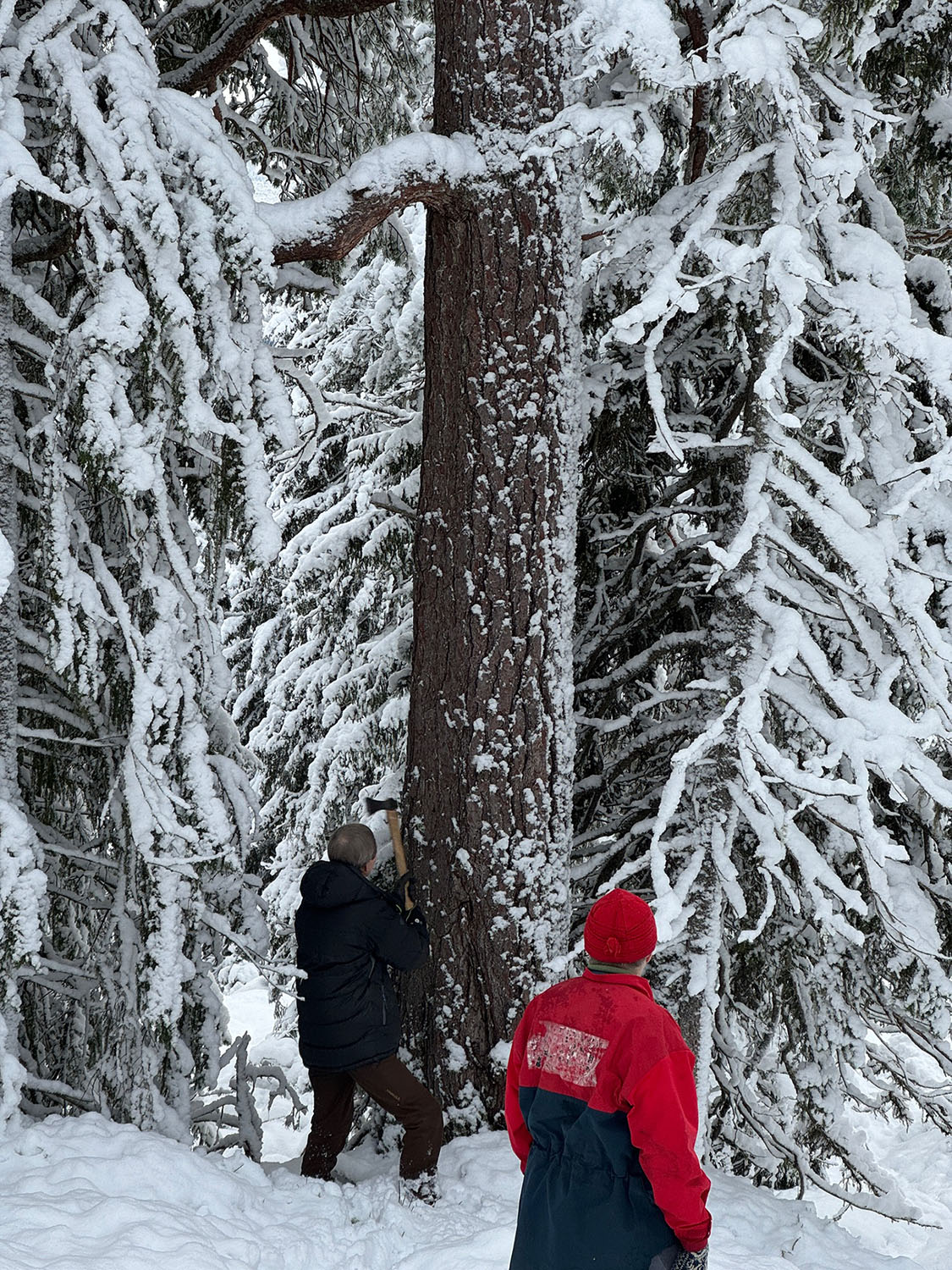 Blinking av trær i Trøndelag, november 2024. Foto: Glenn Løken